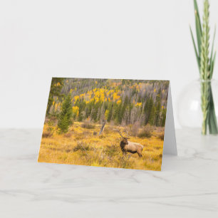 Carte Bull Elk Rocky Mountain National Park Colorado