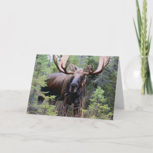Carte Bull Moose