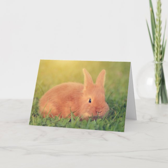 Carte Bunny Dit Salut (Devant)