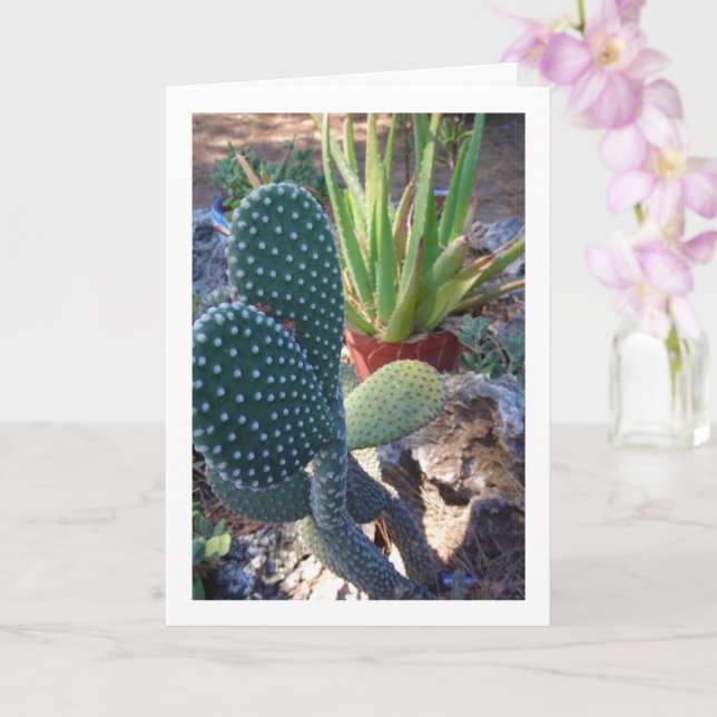 Carte Bunny Ears Cactus et Aloe Vera Plante (Orchidée)