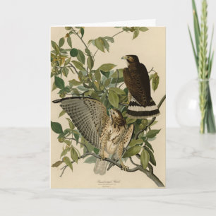 Carte Buse à grande aile des oiseaux d'Amérique d'Audubo