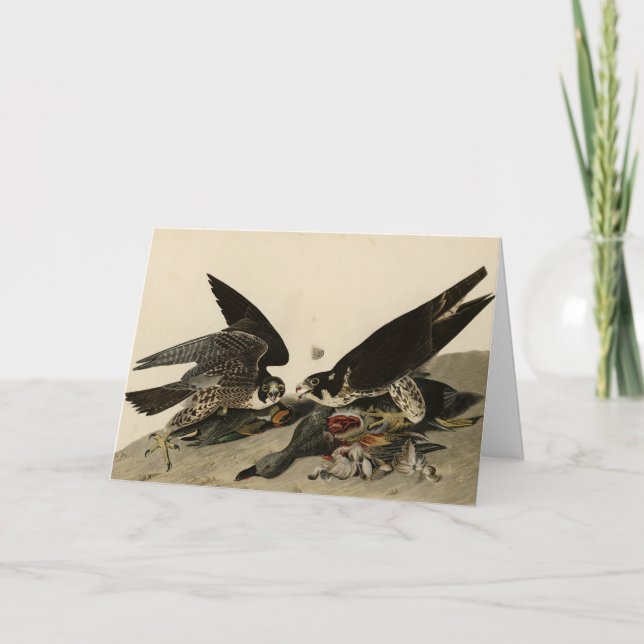 Carte Buse à pattes géantes des oiseaux d'Amérique d'Aud (Devant)