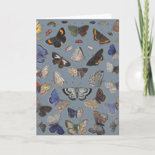 Carte Butterflies, 1842