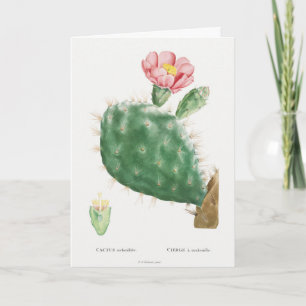 Carte Cactus Cochenillifer, Illustration Antique, 1799 