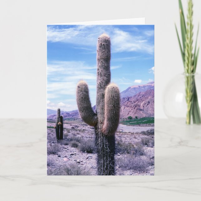 Carte Cactus dans la province de Jujuy - Nord de l'Argen (Devant)