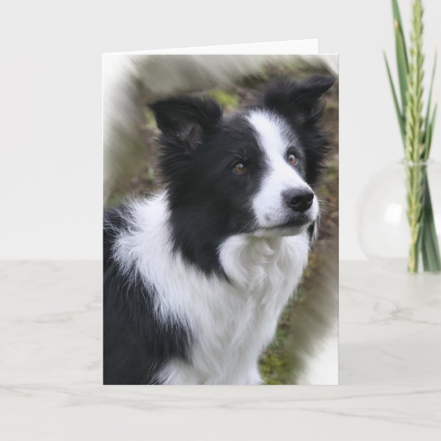 Carte Cadeaux d'art de border collie (Devant)