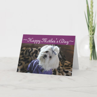 Carte Cadeaux maltais