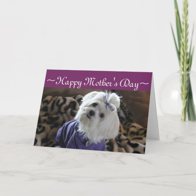 Carte Cadeaux maltais (Devant)