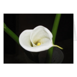 Carte Cala Lily