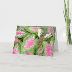 Carte Caladium