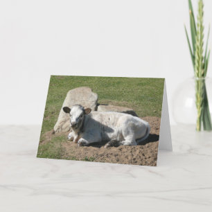 Carte Calf Longhorn - Carte Note Vierge