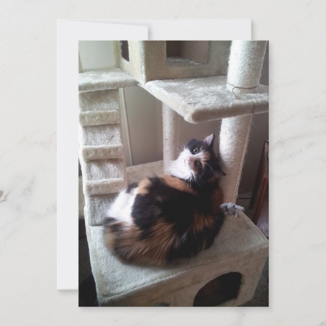 Carte Calico Chat sur l'arbre de chat (Devant)
