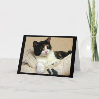 Carte Calico Chat voeux d'anniversaire
