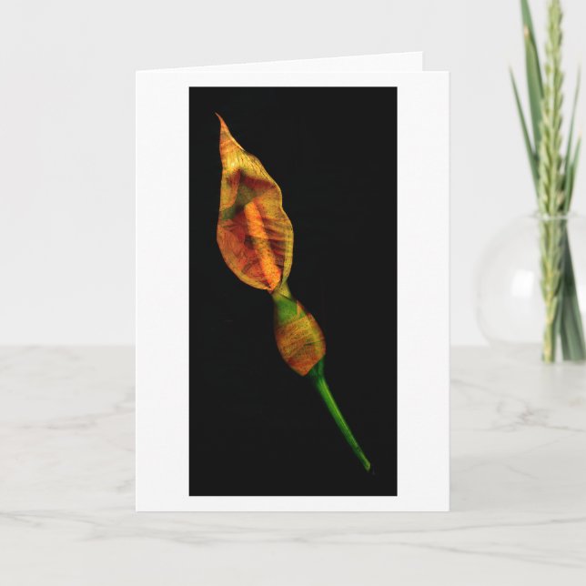 Carte Calla Lilly (Devant)