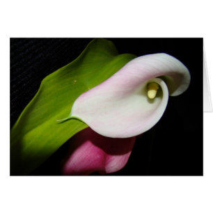 Carte Calla Lily