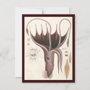 Carte Calmar Parasol, Animaux Marins Vintage