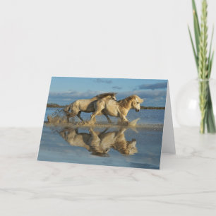 Carte Camargue, Chevaux et réflexion, Sud de la France