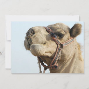 Carte Camel