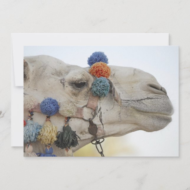 Carte Camel (Devant)