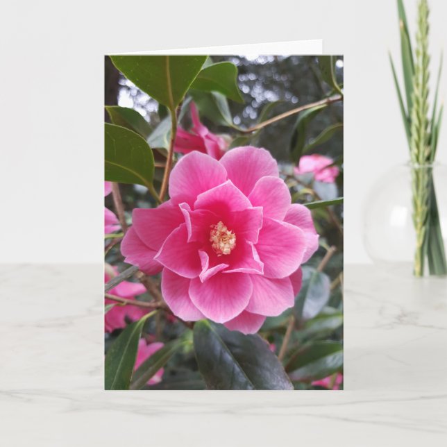 Carte Camellia dans le parc (Devant)