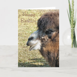 CARTE CAMELS
