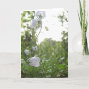 Carte Campanula