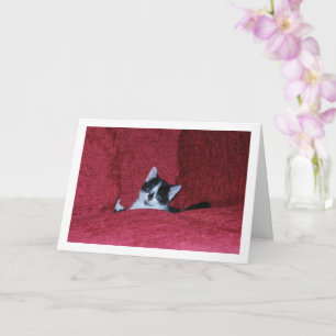 Carte Canapé en duvet de chaton noir et blanc