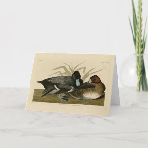 Carte Canard à bec (Petite écorce) Audubon Birds of Amer