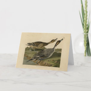 Carte Canard à queue épaisse - Audubon's Birds of Americ