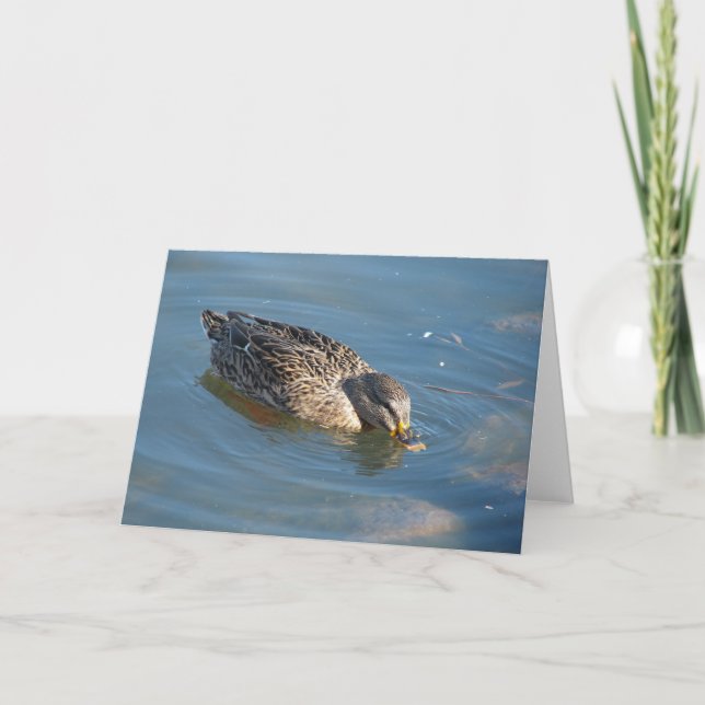 Carte Canard dans l'eau (Devant)