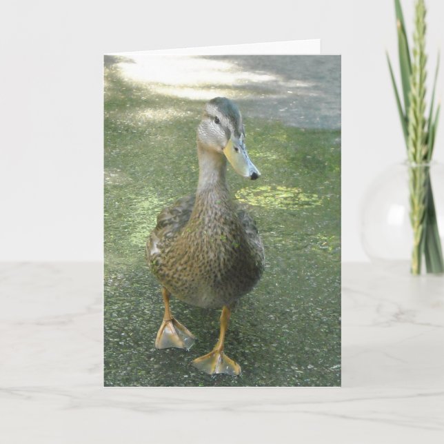 Carte Canard errant (Devant)