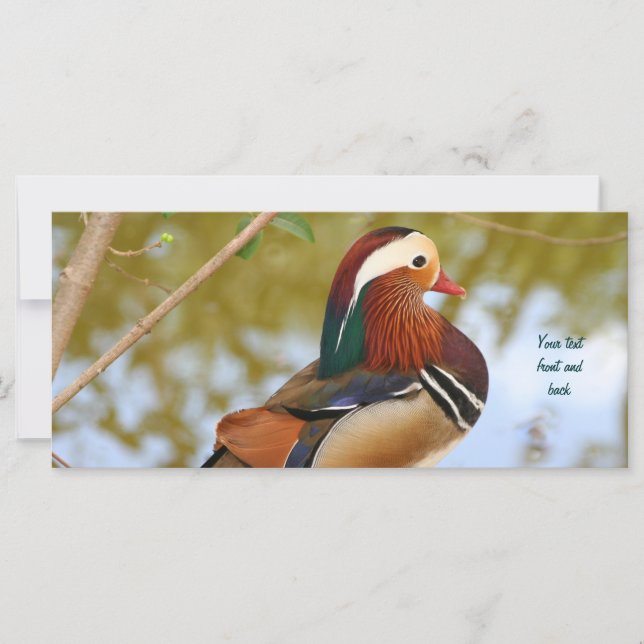 Carte Canard mandarin (Devant)