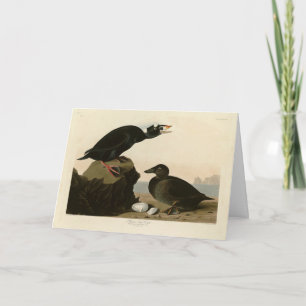 Carte Canard noir ou Surf des oiseaux d'Amérique d'Audub