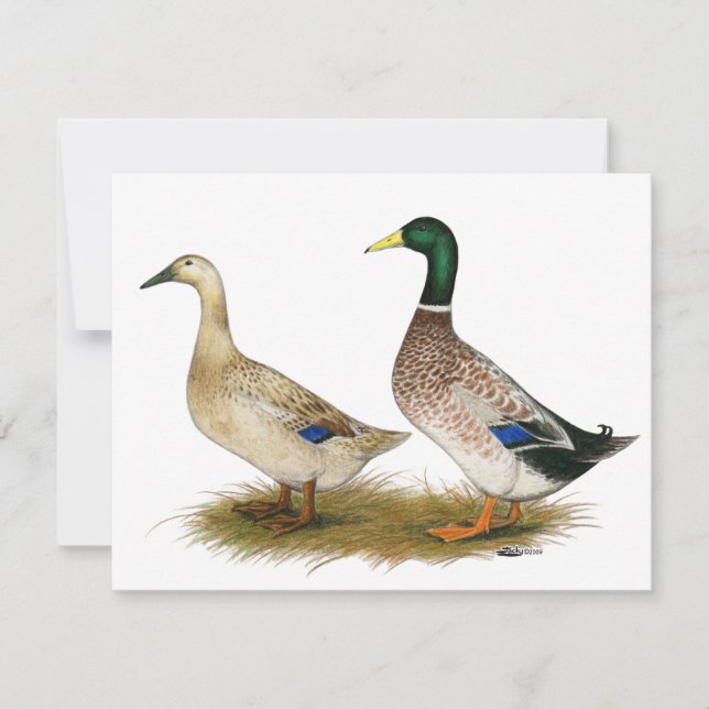 Carte Canards : Argent Welsh Harlequin (Devant)
