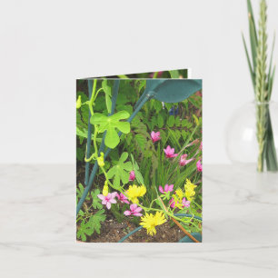 Carte Canary & RedStar Note