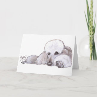 Carte Caniche standard blanc dans le repos