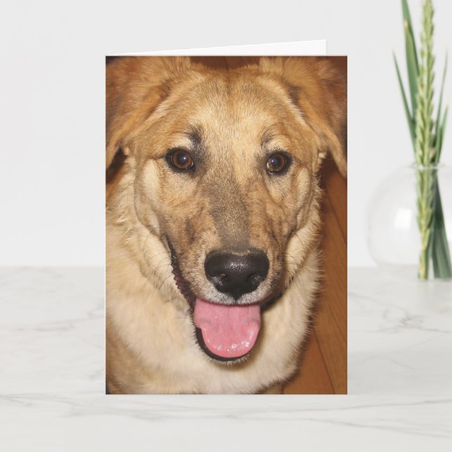 Carte Canine Vet Graduate Félicitations pour la Graduati (Devant)
