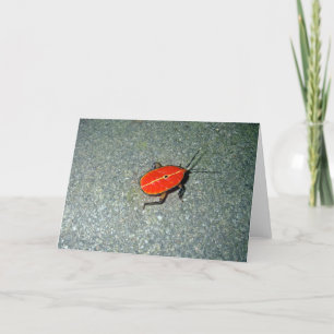 Carte Cap Tribulation