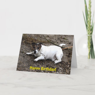 Carte Capo von Oppenheim Jack Russell Terrier, Chien