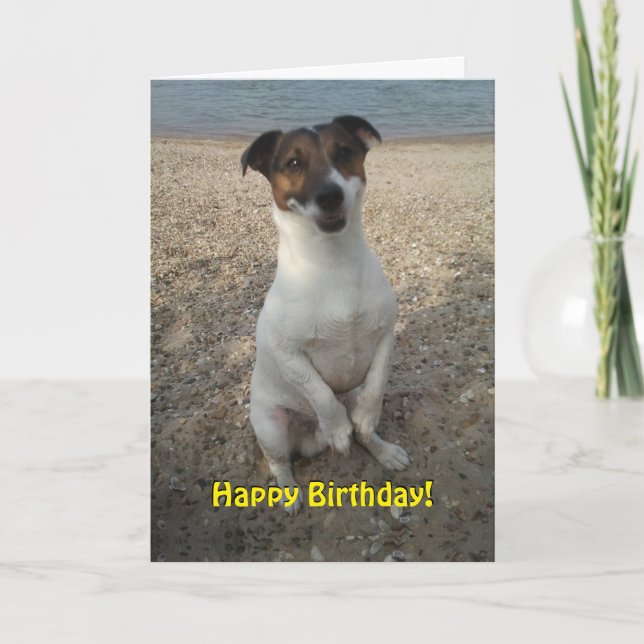 Carte Capo von Oppenheim Jack Russell Terrier, Chien (Devant)