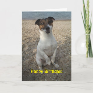 Carte Capo von Oppenheim Jack Russell Terrier, Chien