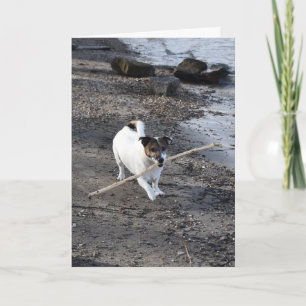 Carte Capo von Oppenheim Jack Russell Terrier, Dog