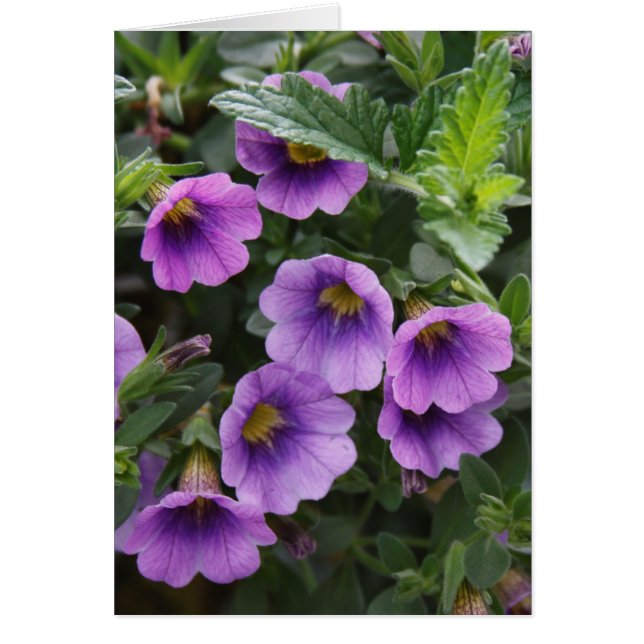 Carte Capra 003 A (Devant)