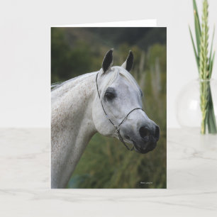 Carte Capture d'écran du cheval arabe 1