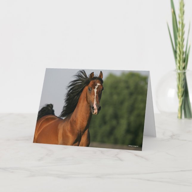 Carte Capture d'écran Mane de Bay Morgan Horse (Devant)