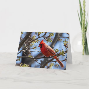 Carte Cardinal Blank Note