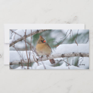Carte Cardinal dans la tempête de neige