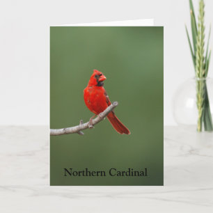 Carte Cardinal du Nord