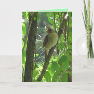 Carte Cardinal femelle mignonne en blanc arbre