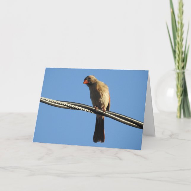 Carte Cardinal féminin sur un fil, Bird Photography (Devant)